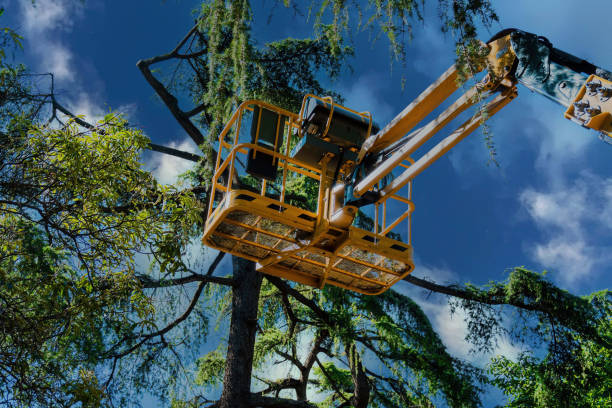 Best Palm Tree Trimming  in Winthrop Harbor, IL